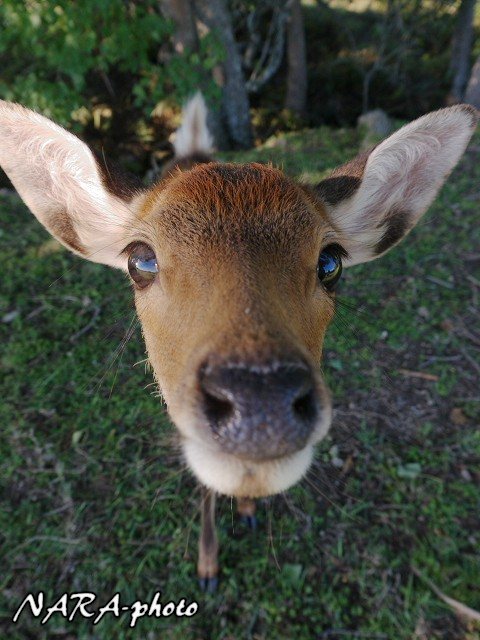 子鹿 バンビ 物語13 Vol 73 せいちょうのあかし しかふぇち Nara Photo Blog
