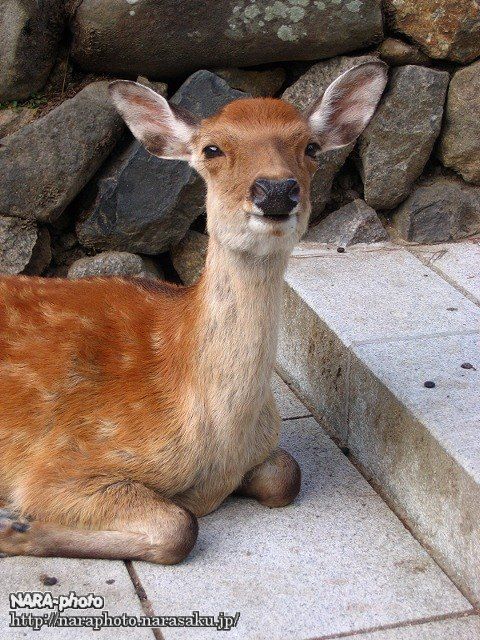 シュマイケル1