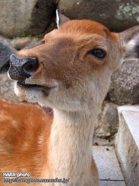 シュマイケル4