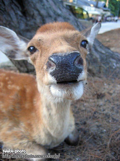 シュマイケル5