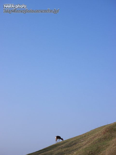 鹿5