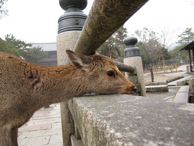 鹿1