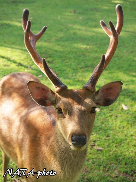 鹿スナップ集 vol.191 夏の角 : ゆるしか ～ NARA-Photo Blog