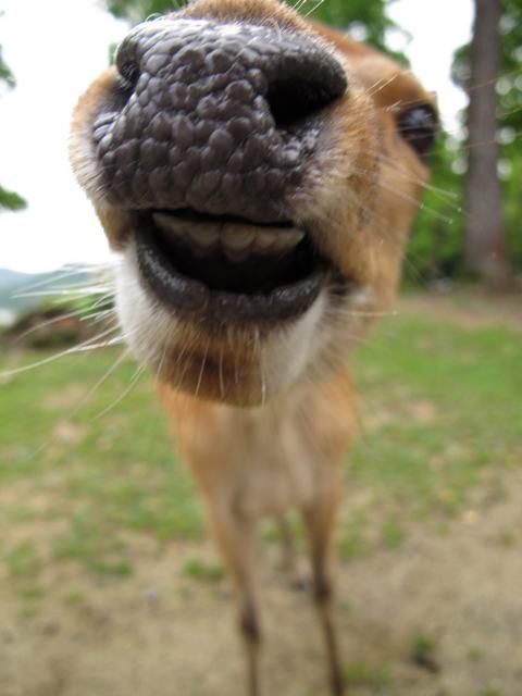 鹿3