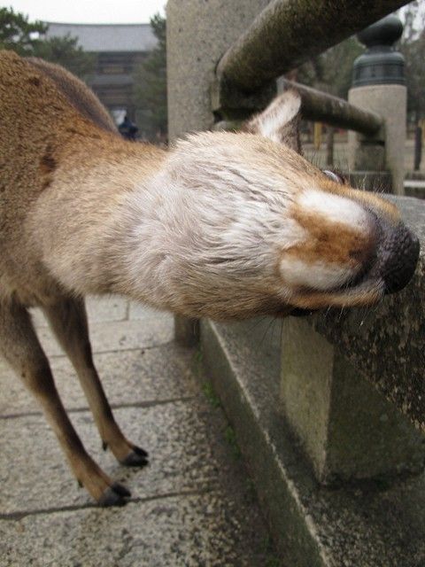 鹿5