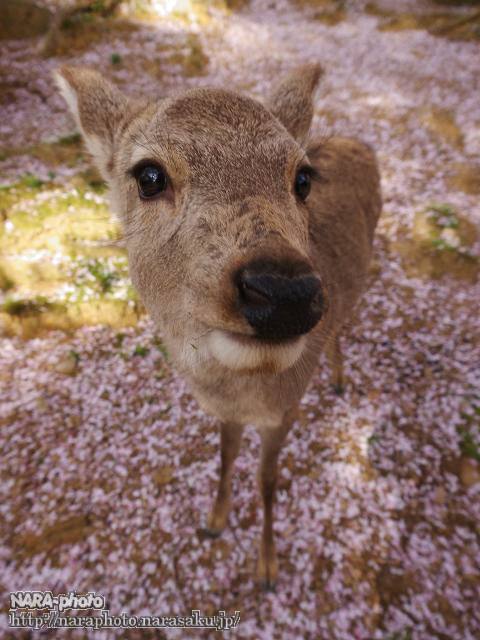 鹿7