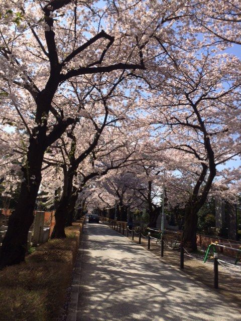 150402 桜1