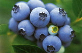 blueberry