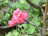 CIMG4725
