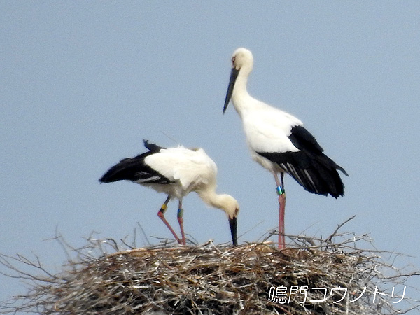 鳴門コウノトリ 2016年3月27日 徳島県鳴門市大麻町