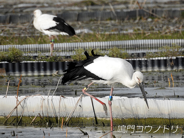鳴門コウノトリ 2016年3月24日 徳島県鳴門市大津町