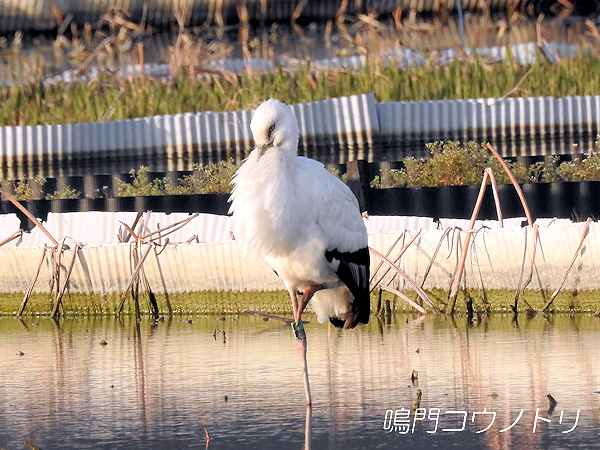 鳴門コウノトリ 2016年3月22日 徳島県鳴門市大津町