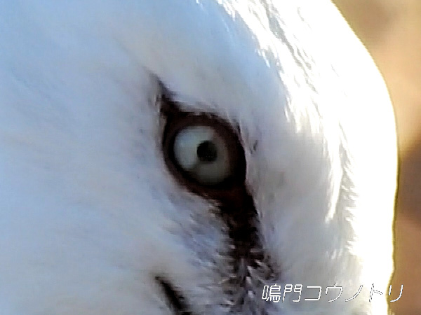 徳島県鳴門市 鳴門コウノトリ 目 瞬膜