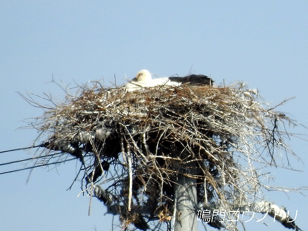 鳴門コウノトリ 2016年3月25日 徳島県鳴門市大麻町