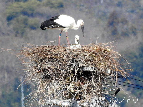 鳴門コウノトリ 2016年3月19日 徳島県鳴門市大麻町