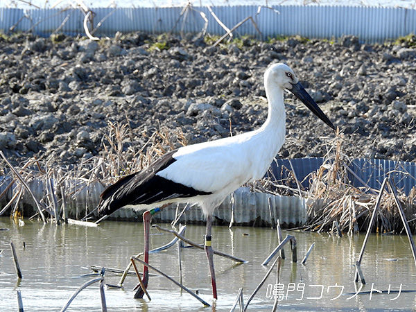 鳴門コウノトリ 2016年3月26日 徳島県鳴門市大津町