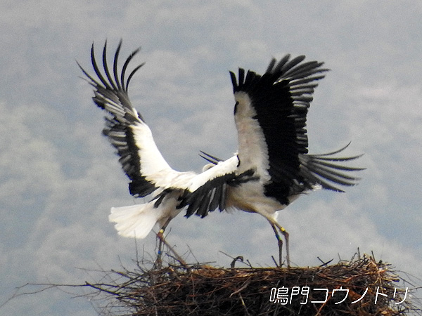 鳴門コウノトリ 2016年4月4日 徳島県鳴門市大麻町