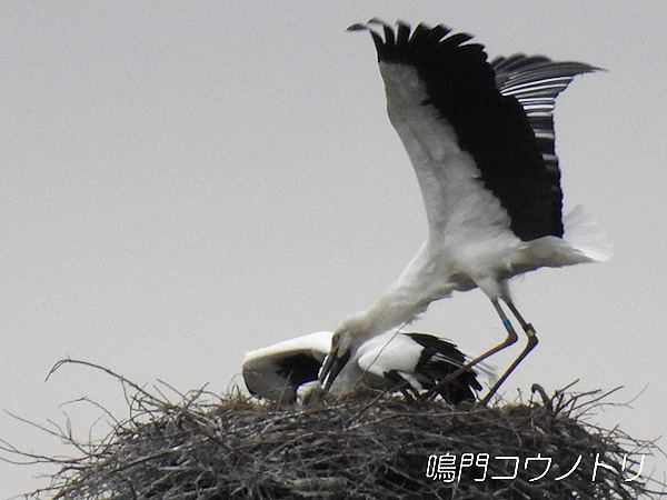 鳴門コウノトリ 2016年4月4日 徳島県鳴門市大麻町