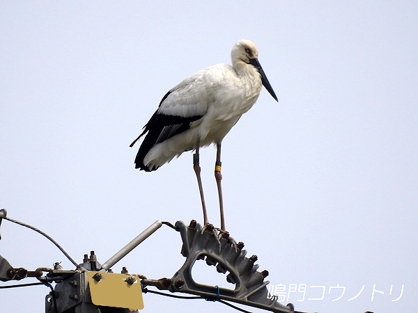 鳴門コウノトリ 2016年3月30日 徳島県鳴門市大津町