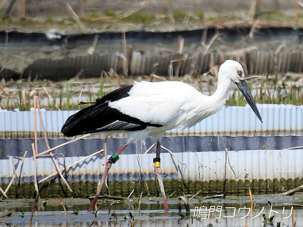鳴門コウノトリ 2016年3月25日 徳島県鳴門市大津町