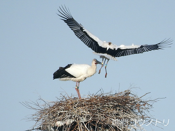 鳴門コウノトリ 2016年3月22日 徳島県鳴門市大麻町