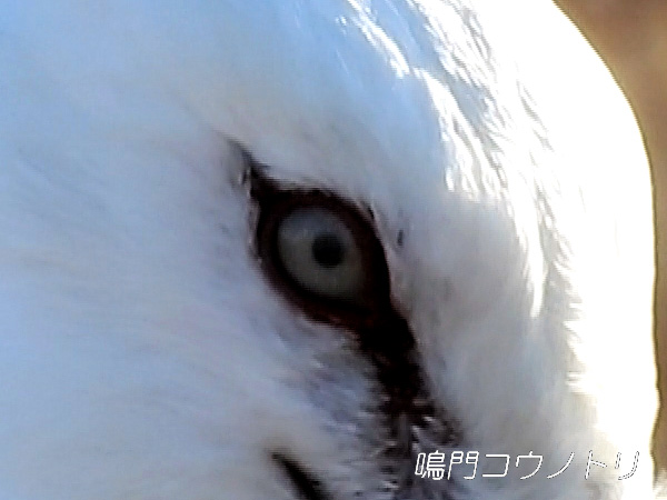 徳島県鳴門市 鳴門コウノトリ 目 瞬膜