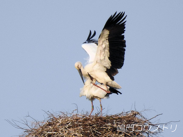 鳴門コウノトリ 2016年3月23日 徳島県鳴門市大麻町