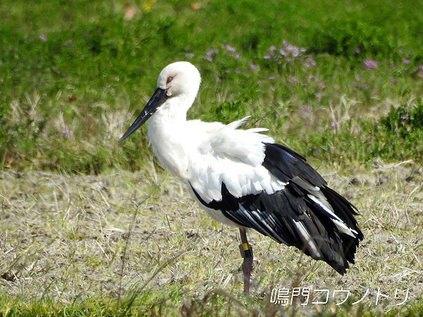 鳴門コウノトリ 2016年3月25日 徳島県鳴門市大麻町