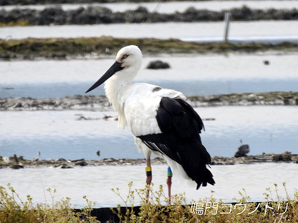 鳴門コウノトリ 2016年3月30日 徳島県鳴門市大麻町