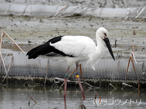 鳴門コウノトリ 2016年3月27日 徳島県鳴門市大津町