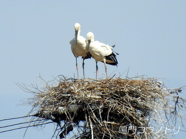 鳴門コウノトリ 2016年3月25日 徳島県鳴門市大麻町
