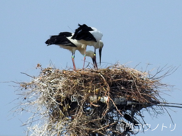 鳴門コウノトリ 2016年3月24日 徳島県鳴門市大麻町