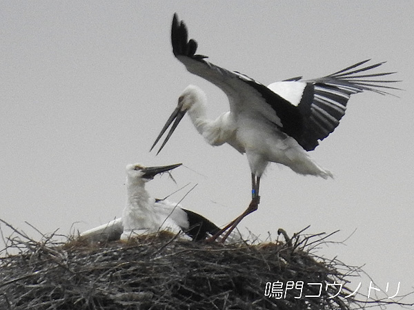 鳴門コウノトリ 2016年4月4日 徳島県鳴門市大麻町
