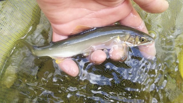 DSC_0026 (640x360)