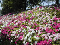 250px-Azalea_of_Maizuru