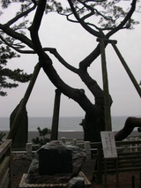 天女の松