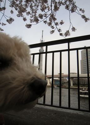 IMG_2995_R