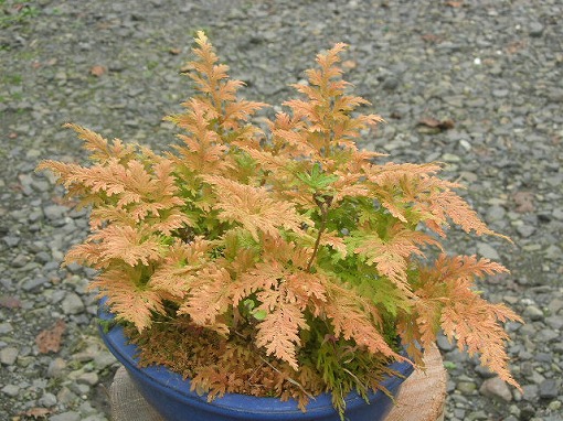 紅葉 (もみじ) 黄金シダ (コガネシダ)観葉植物 紅葉 (もみじ) 黄金シダ (コガネシダ)観葉植物