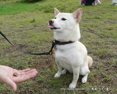 レジーナの森しつけ教室&愛犬ゲーム大会3