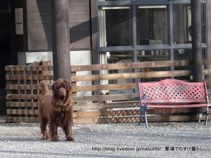 ����cafe�ߥ�ե��ˡ�+DOG2