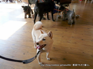 DOG DEPT2