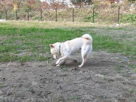 Dog Cafe & Garden L'allure ���塼��11