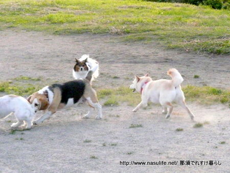 根崎公園ドッグラン3