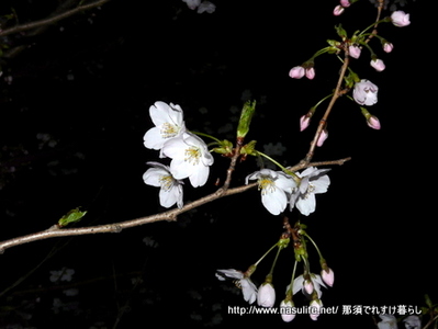 2010龍城公園の夜桜2