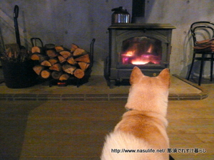 ���ߤΥߥ�ե��ˡ�+DOG12