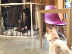 Dog Cafe & Garden L'allure ���塼��14