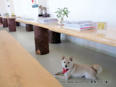 犬カフェ7
