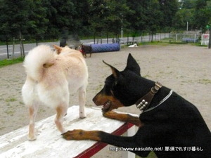 DOGDEPT�ɥå����ե������5