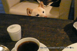 ���ߤΥߥ�ե��ˡ�+DOG10