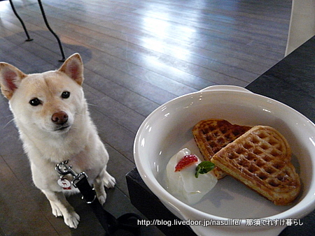 ����cafe�ߥ�ե��ˡ�+DOG11